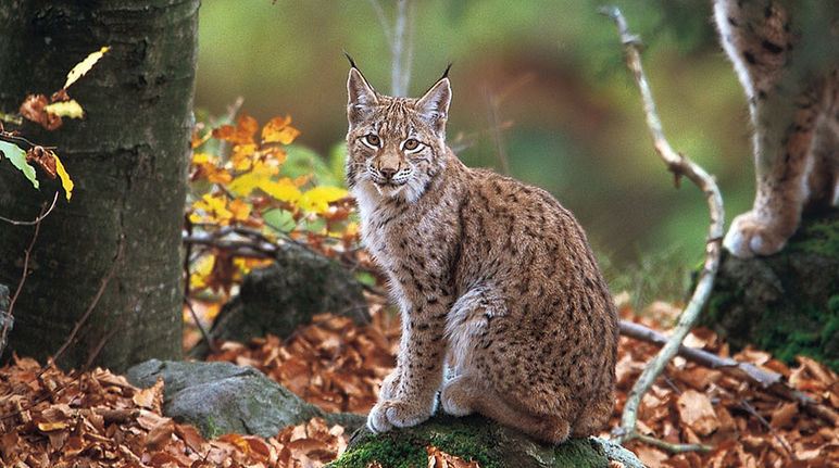 Endangered species: the animals that could disappear from the Balkans